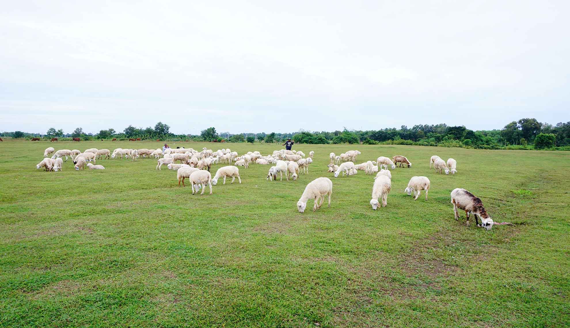 HỒ TRÀM – BÌNH CHÂU – ĐỒI CỪU